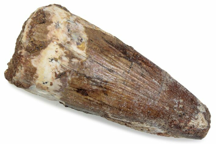 Fossil Spinosaurus Tooth - Real Dinosaur Tooth #376577